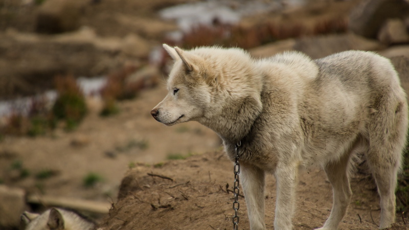 chained, no people, vertebrate, nature, close-up, greenland dog, 5K, side view, animal, sled dog, dog, greenland, mammal, draught animal, chain, summer