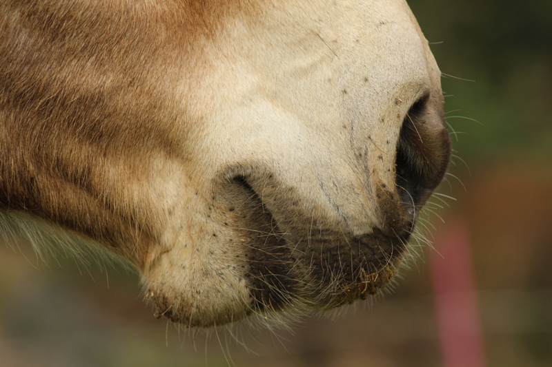 draught, nose, profile view, animal body part, nature, outdoors, equine, mammal, mule, livestock, 5K, draft, snout, pets, animal, nostrils, equestrian