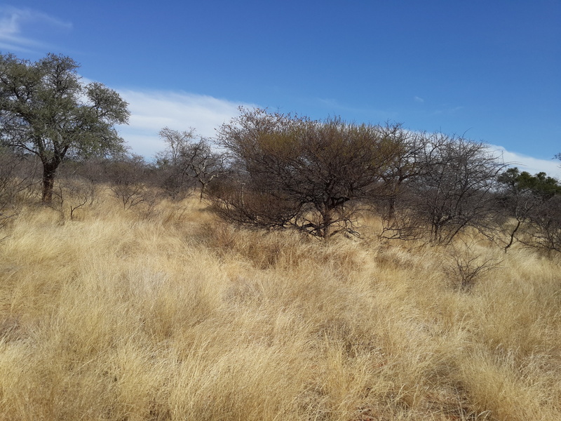 day, draught, veld, field, growth, tree, environment, sky, nature, clear sky, beauty in nature, grass, scenics - nature, plant, 4K, tranquility, non-urban scene