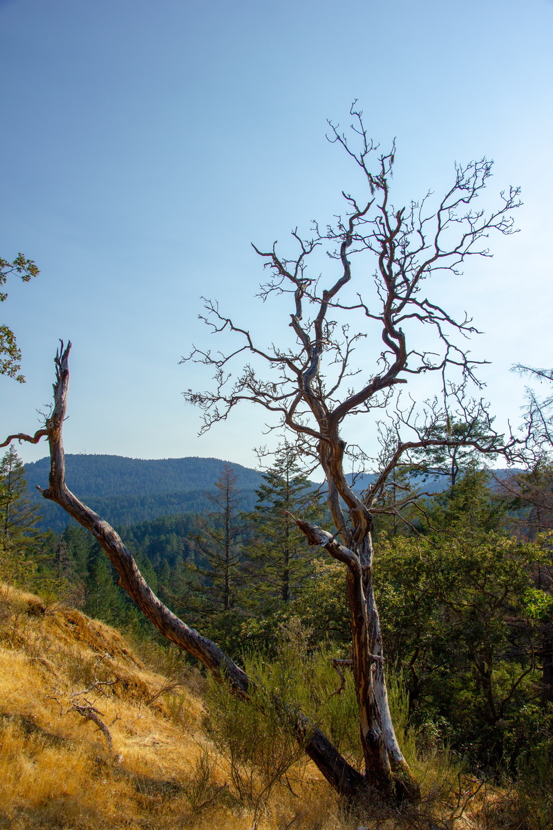 trees, tree, 5K, tree trunk, scenery, arid climate, non-urban scene, canada, nature, growth, environment, goldstream recreation park, tranquility, dry