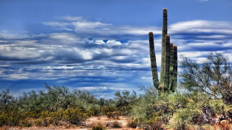 plant, day, ecosystem, semi-arid, desert, environment, scenics - nature, saguaro cactus, tranquility, tranquil scene, landscape, non-urban scene, beauty in nature