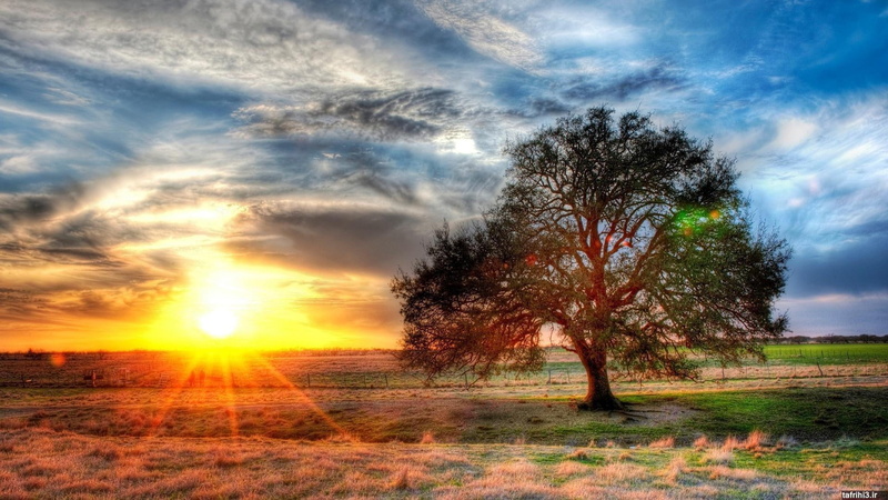 plant, landscape, tree, draught, 1080P, bright, tranquility, field, environment, no people, land, cloud - sky, outdoors, sunbeam, nature, sky, tranquil scene