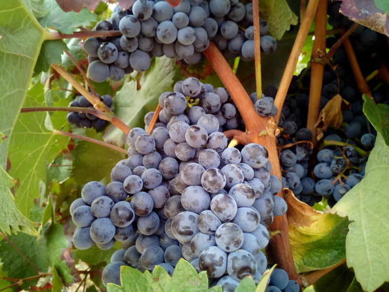 berry fruit, no people, agriculture, close-up, food, 4K, healthy eating, fruit, growth, outdoors, winemaking, food and drink, vineyards, vineyard, red