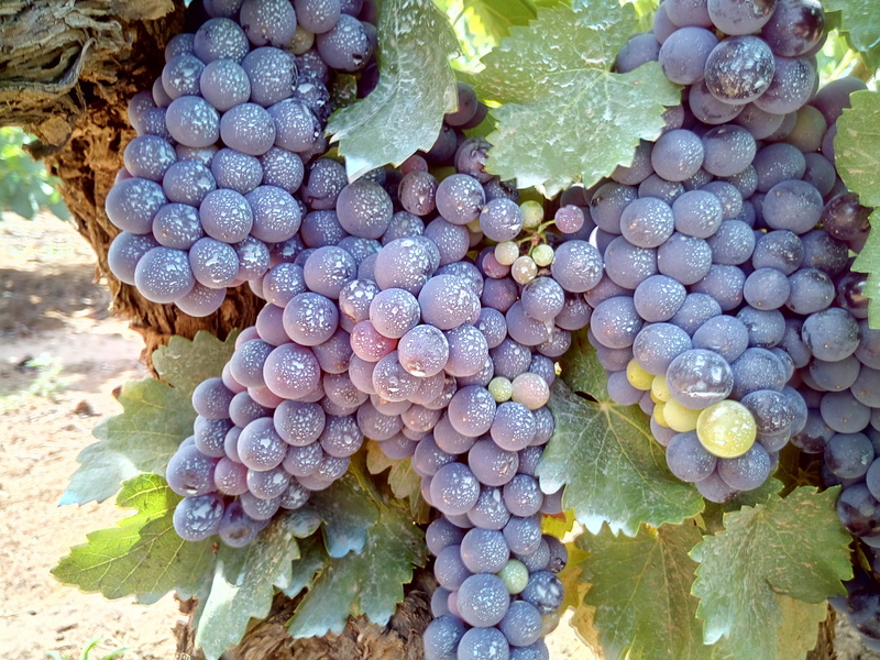 close-up, wine production, 4K, land, leaf, high angle view, vineyards, viticulture, black, outdoors, food, vineyard, wine, plant, abundance, red, plant part