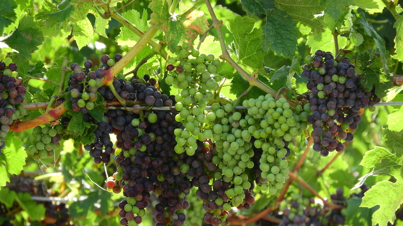 food, balls wine, hanging, bunch, 4K, no people, wellbeing, nature, healthy eating, grape, plant, growth, grapes, wine, food and drink, the grapes, agriculture