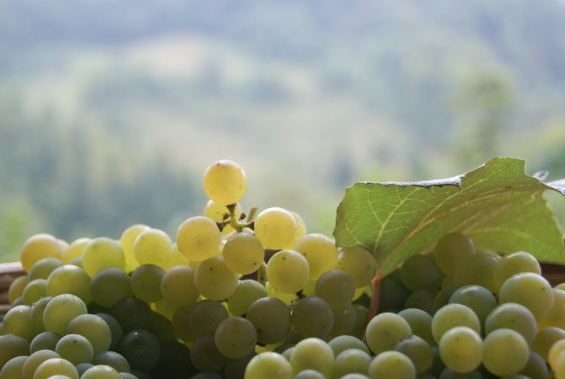 vintage, winemaking, food, leaf, grape, cellar, prosecco, wine, green color, plant part, food and drink, fruit, season, day, healthy eating, no people
