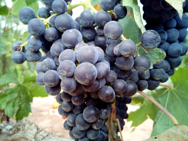 red, field, black, freshness, fruit, focus on foreground, agriculture, 4K, growth, close-up, clusters, plant, ripe, wine, red grape, vine, food, healthy eating