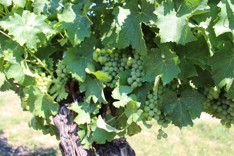 bunch, wellbeing, celebration, ripe, close-up, chardonnay, day, grape, 2K, green, alcohol, fruit, healthy eating, food, agriculture, vine, freshness, vineyard