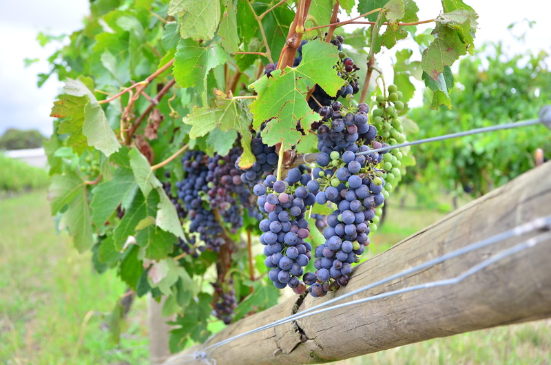 outdoors, ripe, fruit, Grape, winery, green color, harvest, day, Vineyard, growing, vine, rural, plant part, grow, Alcohol, red grape, Wine, agriculture