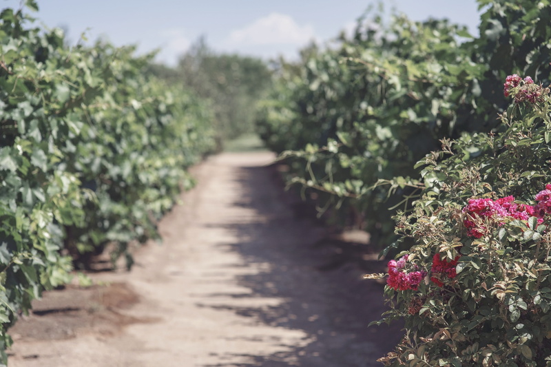 fresh, 4K, viticulture, the way forward, country, wine, summer, nature, green, rural, countryside, grass, no people, growing, tranquility, grapevine, vineyard