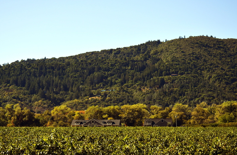 beauty in nature, scenic, plant, viticulture, hills, non-urban scene, environment, hill, dry creek, 2K, scenics - nature, farming, ava, country, outdoors
