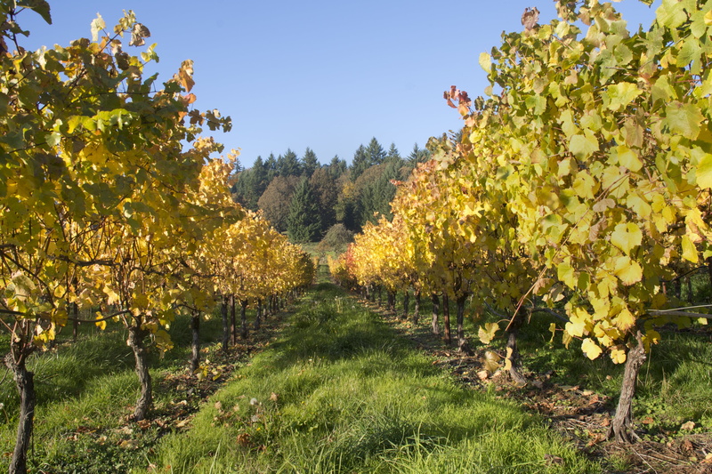 winery, viticulture, outdoor, food and drink, farm, nature, leaves, rural Scene, 4K, orchard, plant, green, outdoors, grapes, beauty in nature, tree, grape