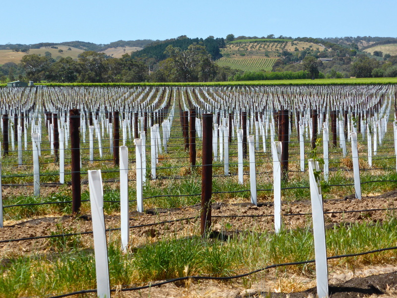 cultivation, nature, rural, sky, wine, land, vines, pattern, tranquility, landscape, growing, outdoors, grape, winery, safety, grapevine, day, wooden post