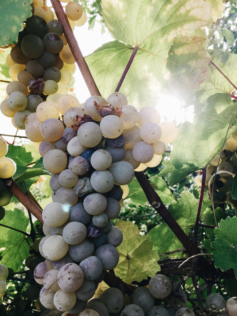 grow, nature, growth, close-up, wine, viticulture, ripe, plant part, lens flare, maturation, leaf, grapes, cluster, farm, focus, sun light, freshness, outdoors