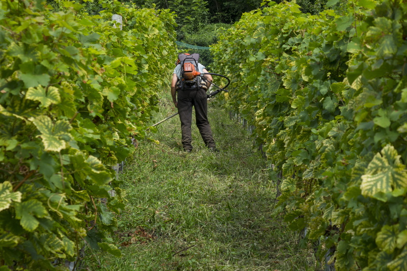 green color, winegrowing, growth, agriculture, plant, full length, leisure activity, nature, tree, viticulture, outdoors, occupation, adult, grapevine