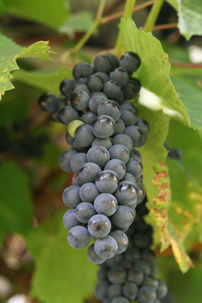 berry fruit, summer, plant part, grapes, vineyard, outdoors, viticulture, Cluster, autumn, mature, food, wellbeing, Vintage, agriculture, winery, 2K, farm
