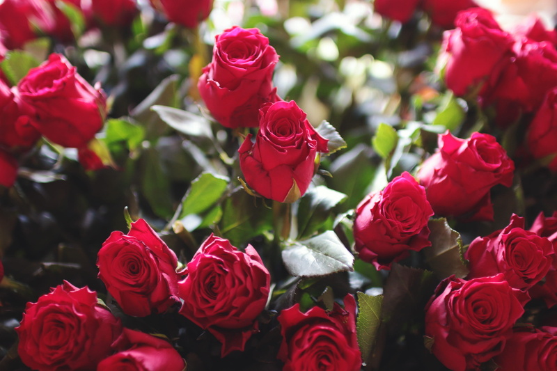 outdoors, flowers, rose, day, bunch of flowers, mothers day, petal, nature, love, close-up, flower arrangement, valentines day, flowering plant, flower head