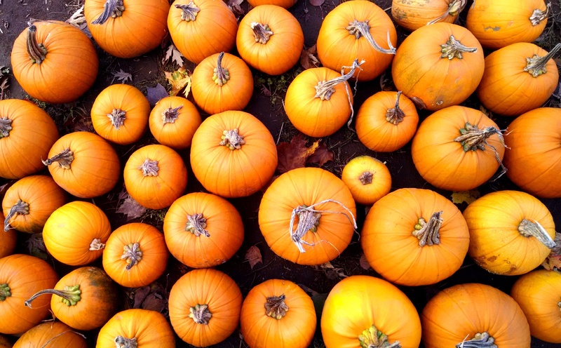 wellbeing, halloween, food, celebration, day, healthy eating, nature, agriculture, full frame, harvest, pumpkin, freshness, fill, seasonal, organic, no people