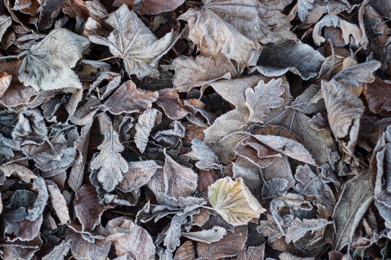 fill, high angle view, no people, leaves, land, photo, vulnerability, plant part, frost, brown, day, frame, 5K, autumn collection, dried, full frame, plant