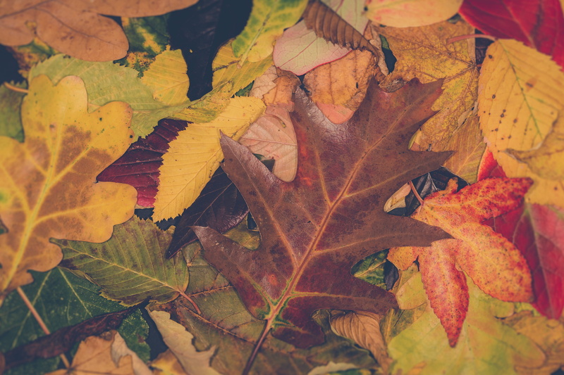 autumn, season, macro, change, yellow, leaf vein, photography, outdoors, background, plant part, day, fill, autumn collection, fragility, plant, dry, fall
