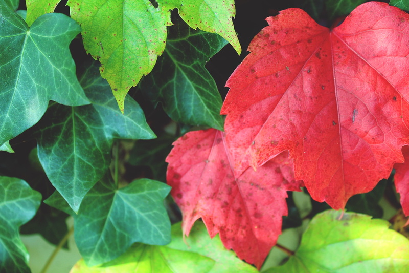 green color, beauty in nature, climber, sun, leaf veins, day, nature, focus on foreground, close-up, fall foliage, colorful, leaf, flora, leaves, fragility