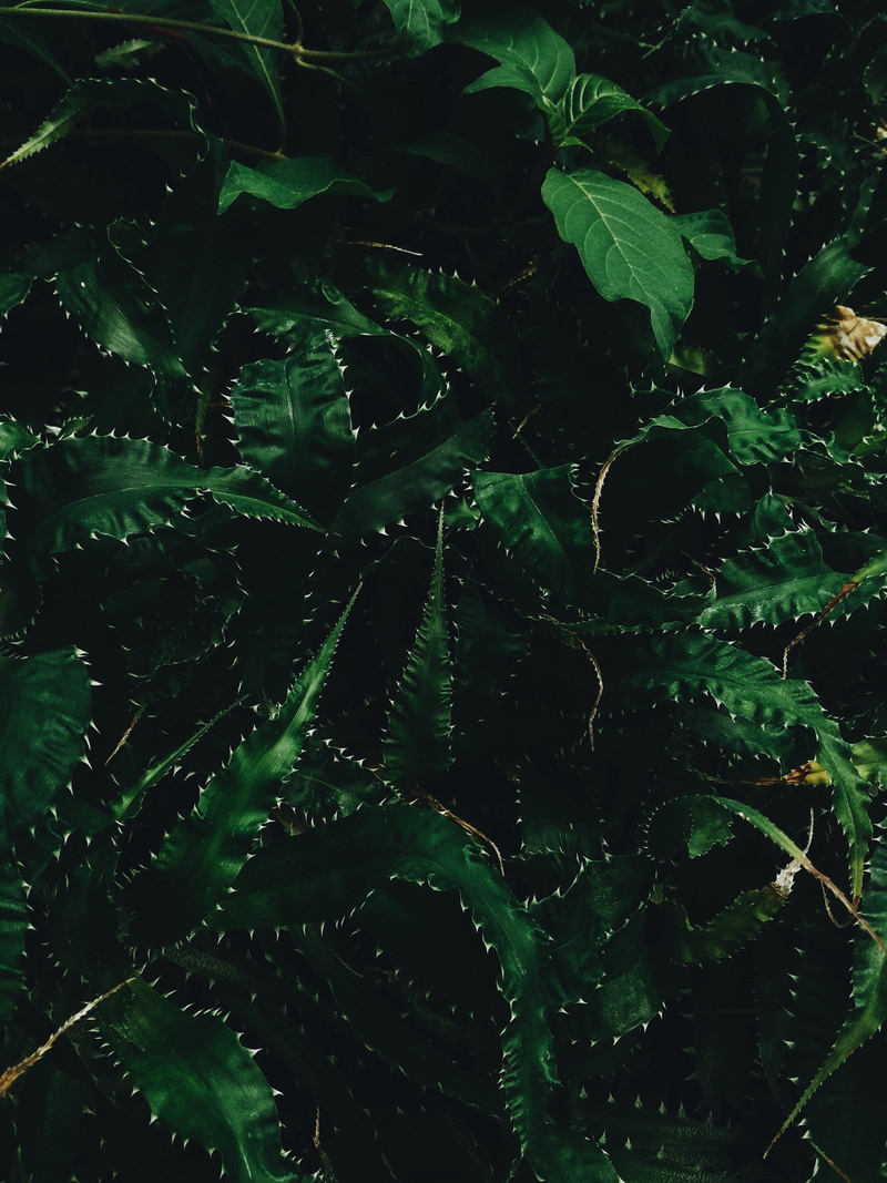 high angle view, photo, nature, greenhouse, outdoors, close-up, green, 4K, tree, green color, thorn, plant part, day, leafed, frame, full frame, plant
