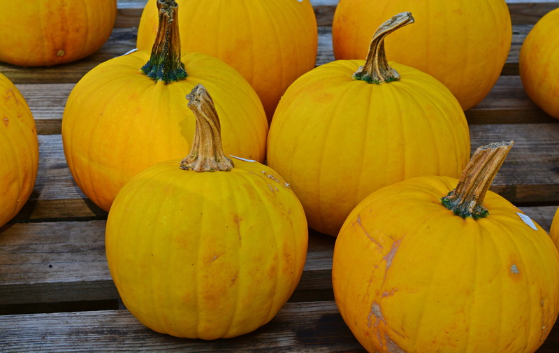 farm, decoration, orange Color, autumn, freshness, halloween, vegetable, season, wood - Material, market, benefit from, ripe, pumpkins, food, pumpkin yard cordes