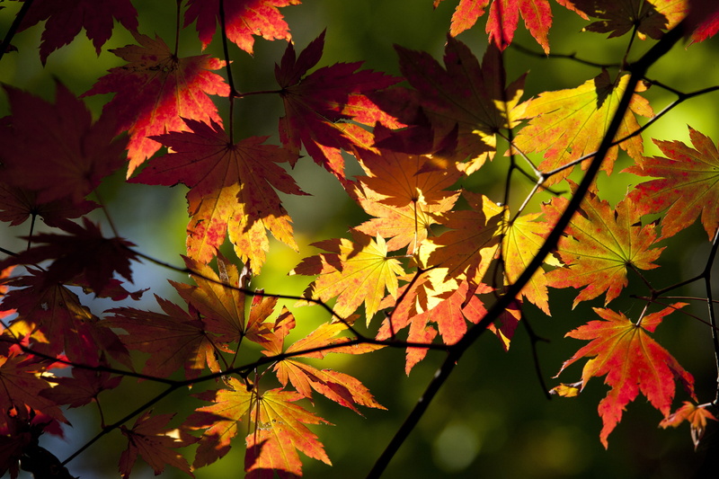 red maple, seoul, maple wood, maple, tranquility, plant part, low angle view, change, autumn, maple leaf, frame, branch, landscape, dobong, mountain, focus on foreground