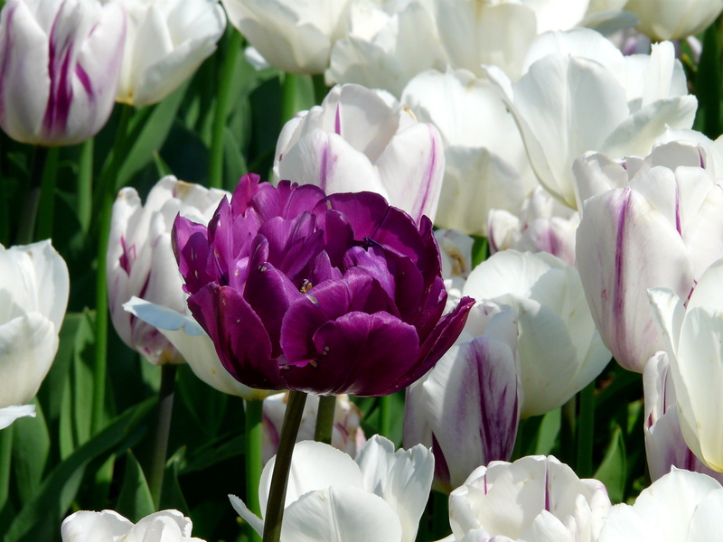 petal, white color, focus on foreground, inflorescence, vulnerability, blossom, tulip field, flower, frame, close-up, rose - flower, fill, bloom, close