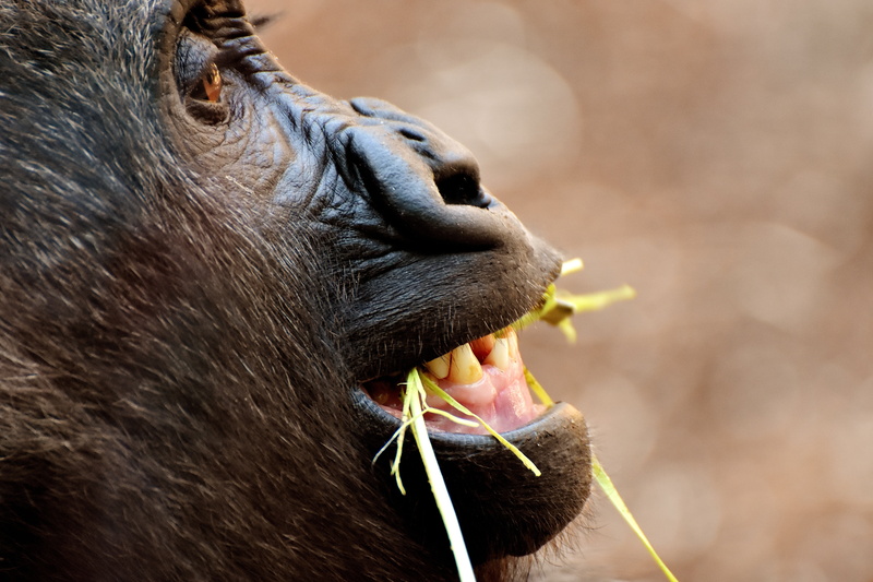 no people, mammal, vertebrate, animal head, danger, animal teeth, animal body part, photography, animal mouth, animals in the wild, omnivore, gorilla, frame