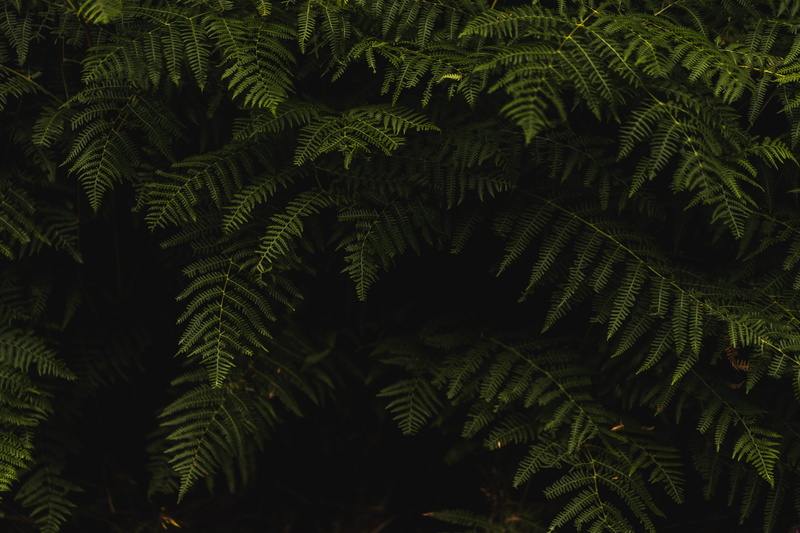 photography, plant, green color, forest, fern, pine tree, branch, nature, backgrounds, outdoors, leaf, 5K, leaves, plant part, fir tree, coniferous tree