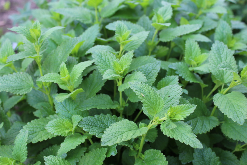 dew, Flower, peppermint, 5K, healthy eating, growth, photography, mint Leaf - Culinary, outdoors, Herbs, organic, green, green Color, freshness, food and drink
