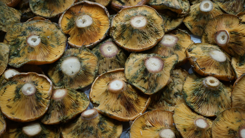 food and drink, freshness, plant, Mushrooms, food, full frame, textured, close-up, agriculture, nature, no people, pattern, abundance, natural pattern