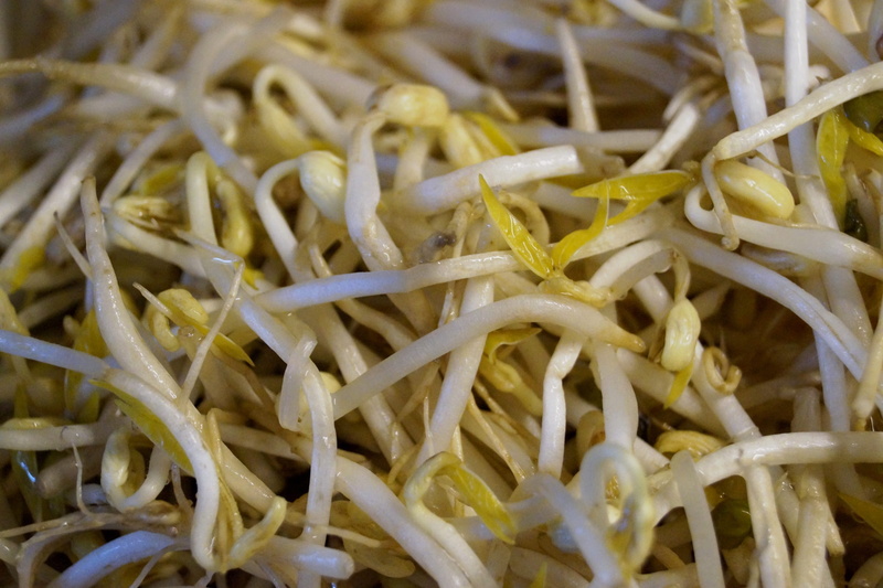 2K, freshness, white color, wellbeing, vegetables, raw food, selective focus, close-up, full frame, Bean Sprouts, healthy eating, no people, pasta, eat