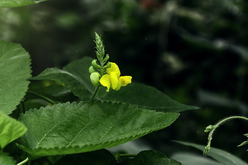 outdoors, plant, petal, gardening, yellow, freshness, flower head, no people, inflorescence, flower, mung bean flower, growth, day, roadside, nature, 5K