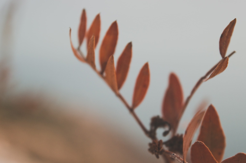 flowering plant, day, selective focus, close-up, plant part, nature, flower head, freshness, outdoors, fragility, plant, flower, no people, red, moody