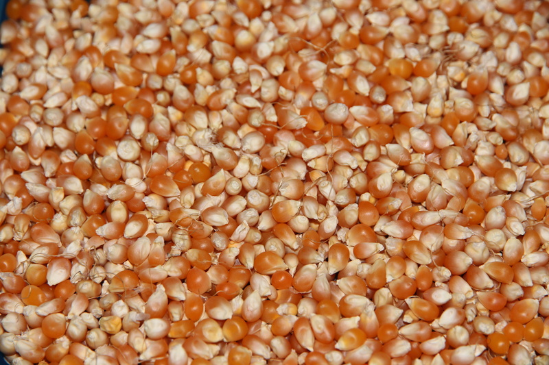 wellbeing, large group of objects, seed, grain, healthy Eating, grain corn, closeup, crop, orange, background, dry, organic, agriculture, freshness, food