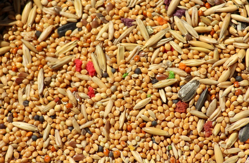 millet, bird, natural, high angle view, oats, vegetable, bean, freshness, grains, seed, multi colored, healthy eating, birds, vegetarian food, no people