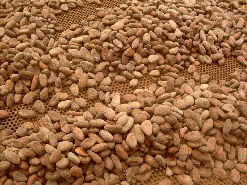 full frame, legume family, healthy eating, close-up, high angle view, cocoa beans, raw food, no people, cocoa production, indoors, food and drink, brown