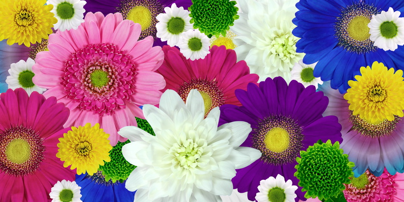 postcard, 5K, flower, purple, no people, mothers day, background, spring, inflorescence, nature, freshness, variation, lot, plant, growth, blossom, choice