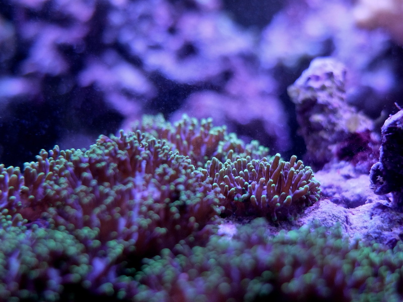 marine, undersea, animals in the wild, salt, invertebrate, life, corail, 2K, sea, aquarium, beauty in nature, salty, nature, no people, close-up, water