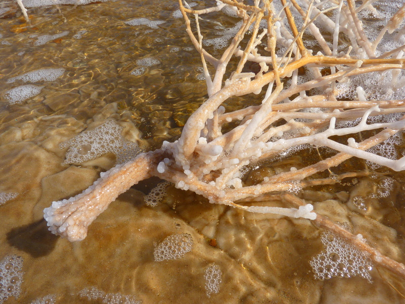 sea life, dead sea, nature, animal, marine, middle east, starfish, underwater, salt, travel, beauty in nature, one animal, 4K, close-up, jordan, outdoors