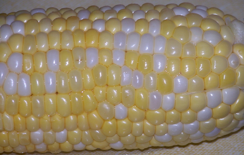 sweetcorn, snack, animal, backgrounds, day, healthy eating, diet, healthy, Food, food and drink, natural pattern, jewelry, pearl jewelry, nature, Corn