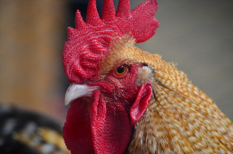 beak, male animal, red, animals crest, cock, chicken, bird, roaster, poultry, livestock, animal themes, 4K, domestic animals, animal eye, chicken - bird