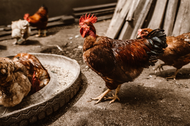 rooster, roaster, cage, farm, no people, pets, ave de corral, food, ave, feather, male animal, bird, hen, red, 5K, domestic, livestock, domestic animals