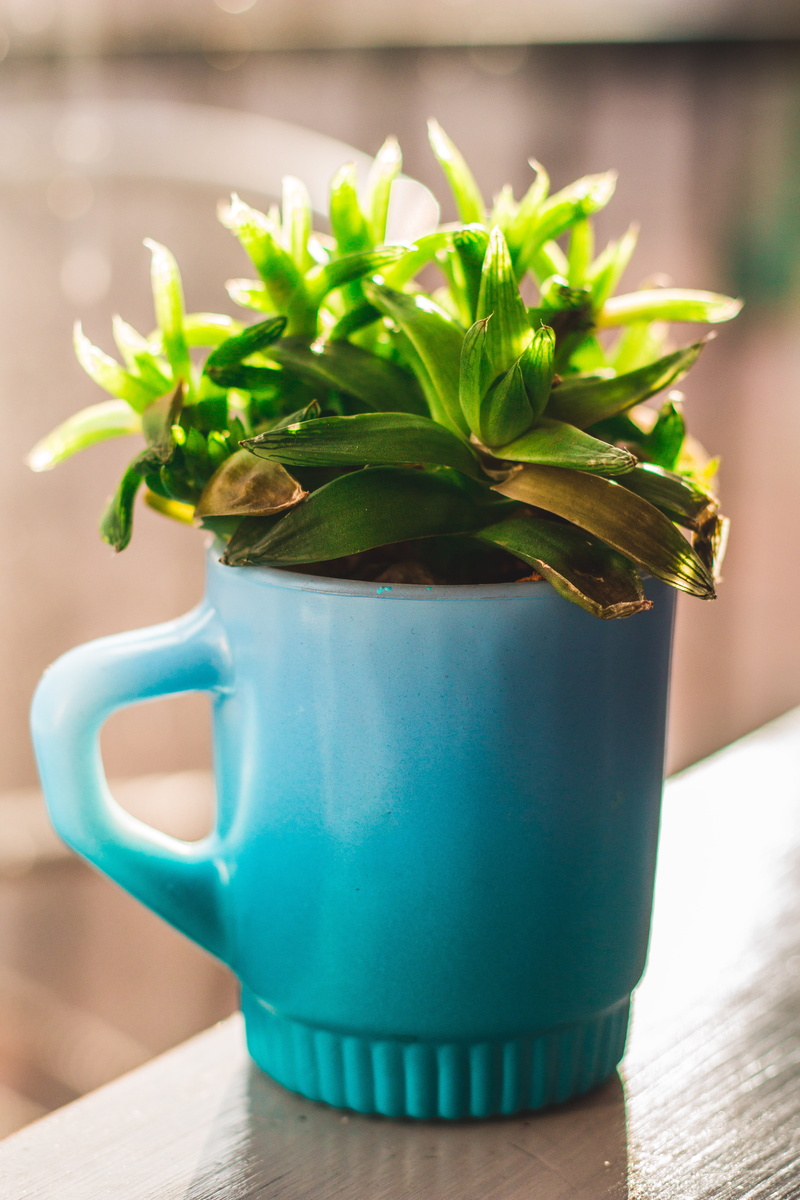 leaves, potted plant, coffee, arvada, plant, cup, leaf, mug, light, close-up, plant part, nature, sun, herb, indoors, 5K, cafe, growth, freshness, no people