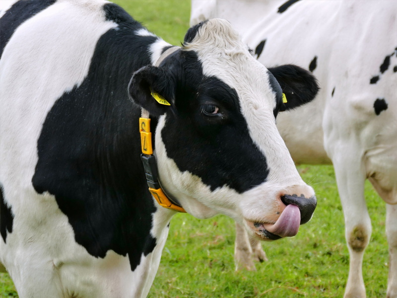outdoors, domestic cattle, nature, Cow, livestock, animal head, cattle, head, land, animal themes, mammal, 2K, Beef, Tongue, portrait, livestock tag, nose drill
