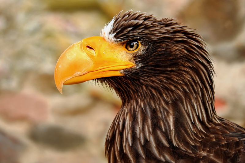 bird of prey, focus on foreground, mouth open, focus, eagle, looking away, close-up, 4K, eagle - bird, selective, bird, giant eagle, by drilling, impressive
