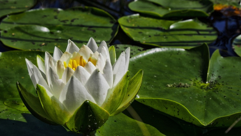 flower head, water polo, water lilies, pond, summer, ornamental plants, flower water, fragility, purity, vegetation, water flowers, blooming flowers, flower