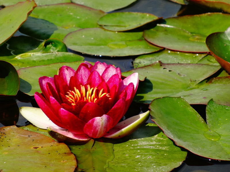 floating on water, plant, flowering plant, petal, green, blooming flowers, lotus water lily, inflorescence, lilies, flower head, flower, leaves, freshness